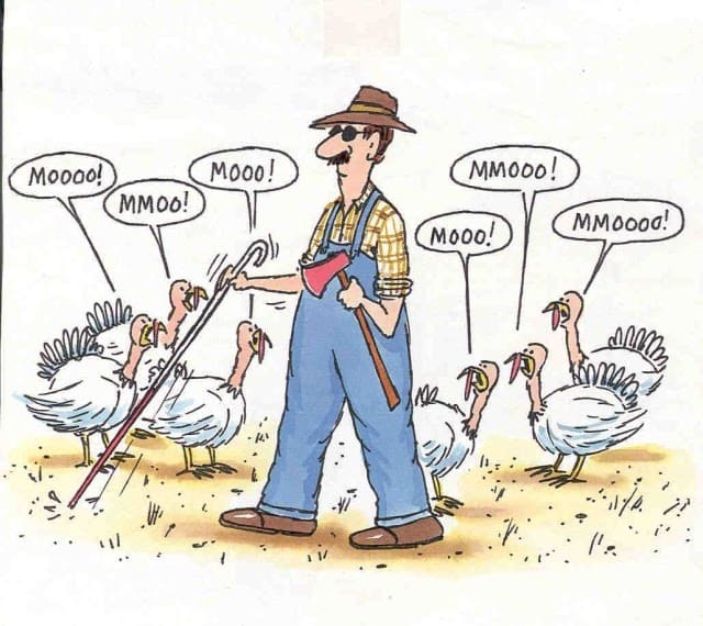 Thanksgiving 2024 Hilarious Turkey Images and Funny Pic