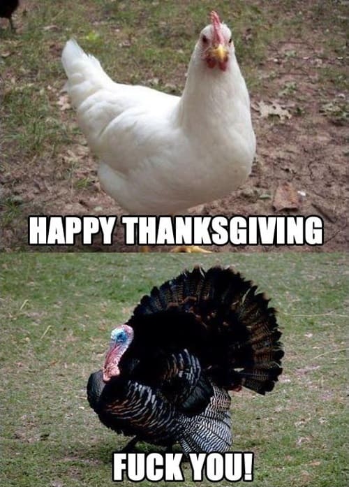 Thanksgiving 2024 Hilarious Turkey Images